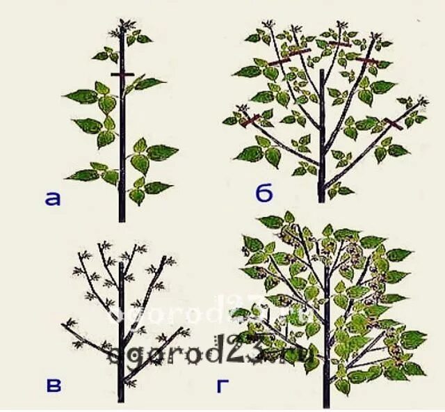 Обрезка малины по соболеву. Обрезка штамбовой малины весной. Формировка штамбовой малины. Двойная обрезка штамбовой малины. Схема обрезки штамбовой малины.