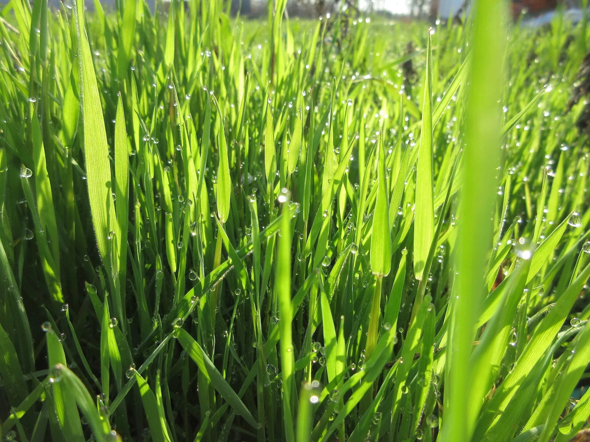 Цвет ранней травы. Трава. Весенняя травка. Ранняя трава. Изображение травы.