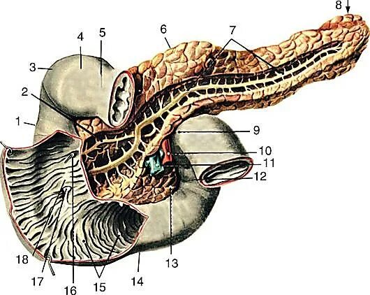 Анатомия поджелудочной железы Синельников. Анатомический атлас поджелудочная железа. Анатомия поджелудочной железы человека Синельников. Большой дуоденальный сосочек анатомия. Больших пищеварительных желез