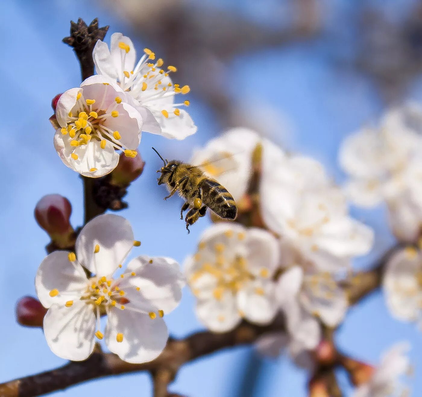 Цветущие деревья у воды. Японская белоглазка. Весна природа оживает. Ранняя весна. Ранняя весна.