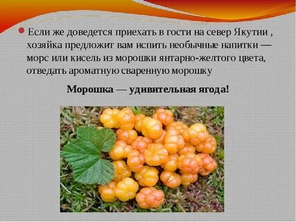 Морошка свойства и применение