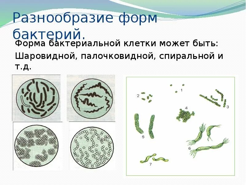 Бактерии известные виды. Формы бактерий 5 класс биология. Формы бактерий 9 класс биология. Формы клеток бактерий 5 класс. Формы бактериальных клеток 5.