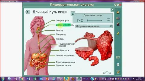 Биология система 12