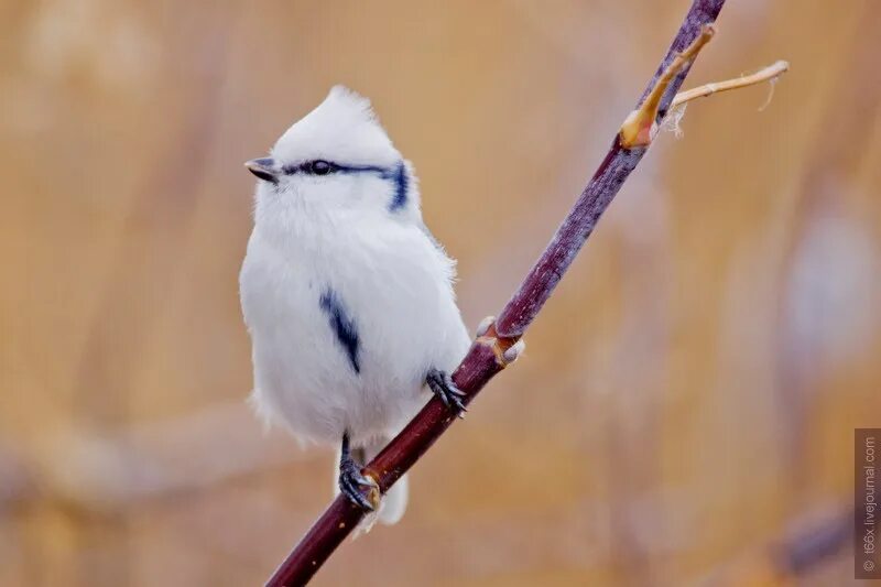 птицы сибири белая лазоревка. маленькая белая птичка. самка балийского скворца. гологорлый звонарь bare-throated bellbird. белая птица с длинным клювом.