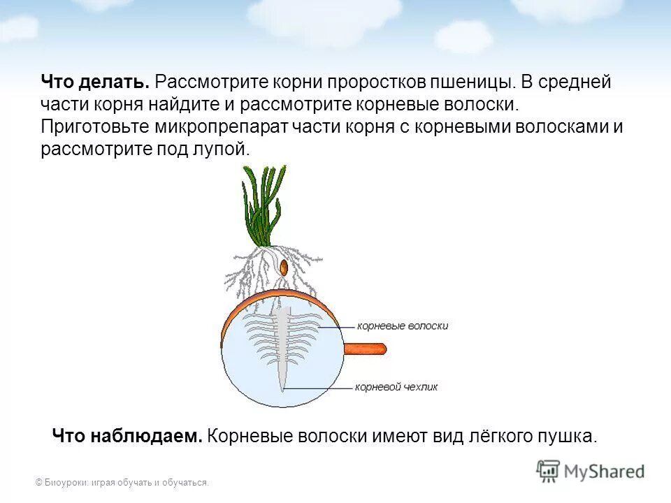 Росказна корневые