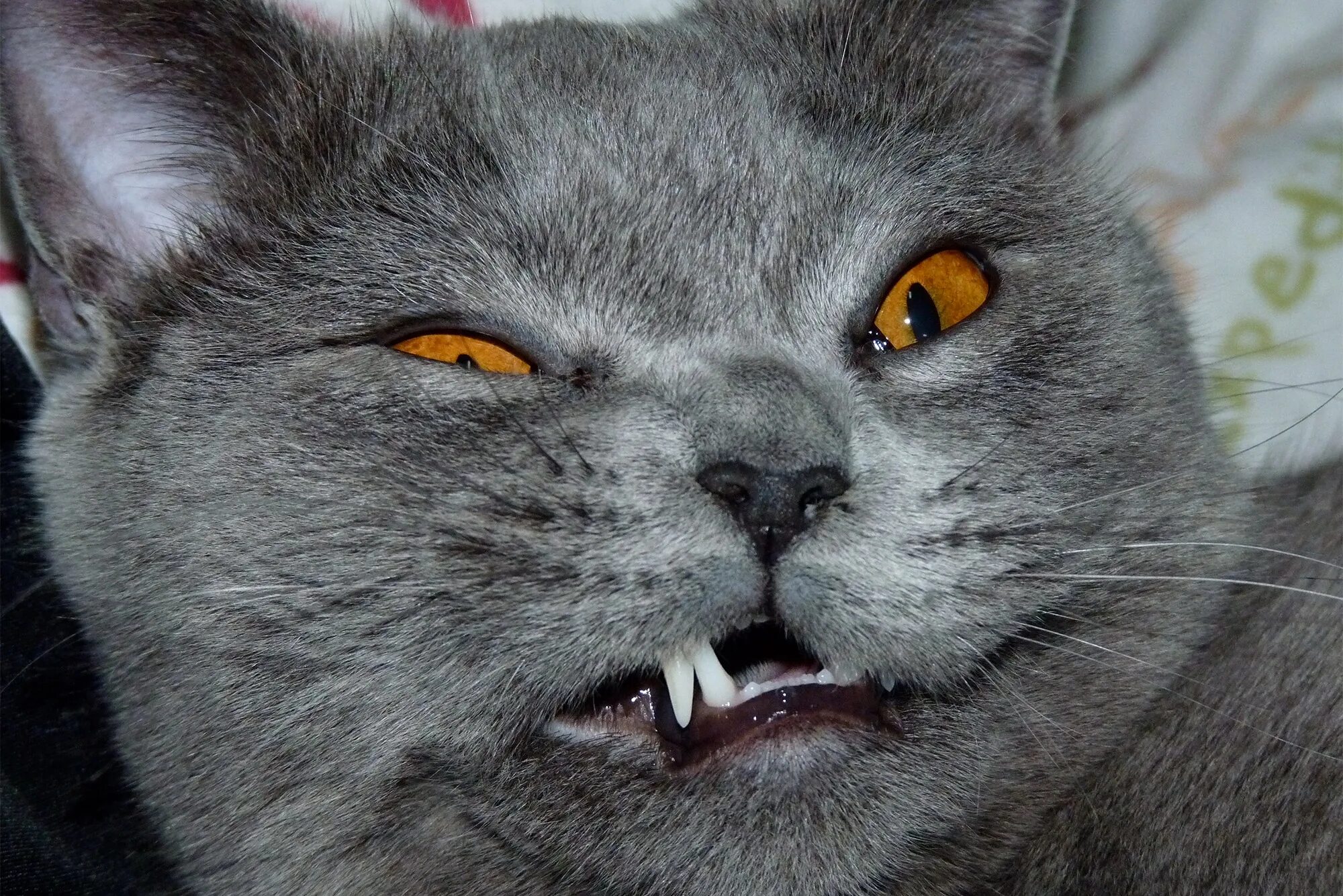 Злобный кот. Злой британский кот. Злой серый кот. Британская кошка злая. Злые британские коты.