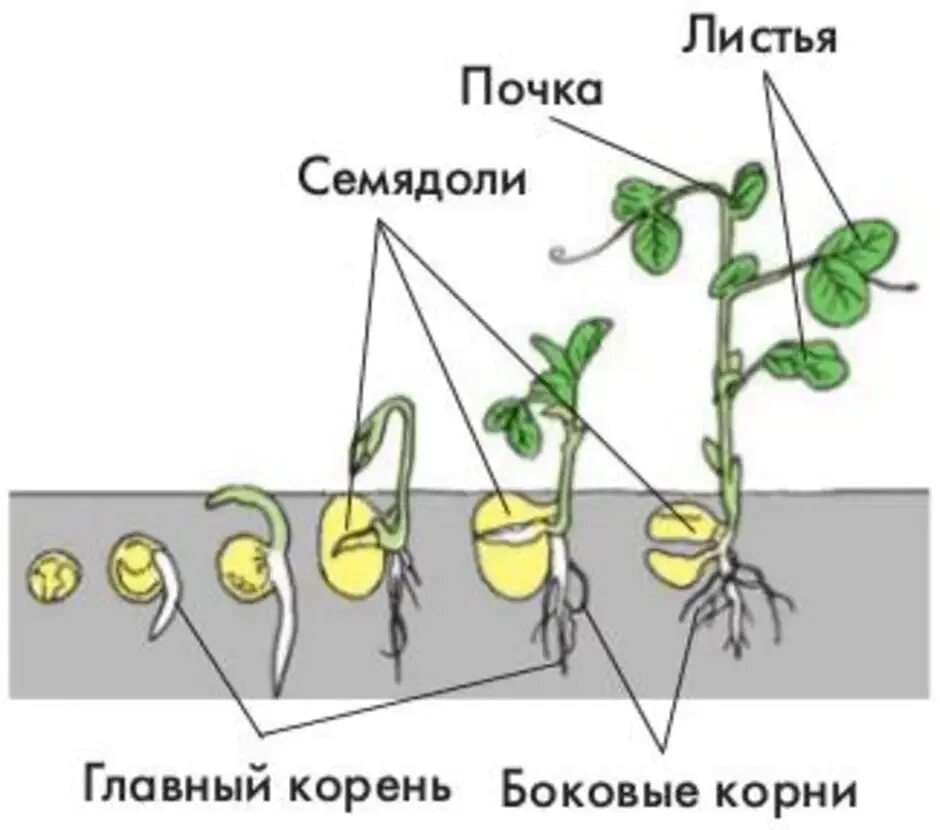 Схема прорастания гороха. Схема прорастания семян гороха. Проросток гороха схема. Этапы прорастания гороха. Эволюция гороха