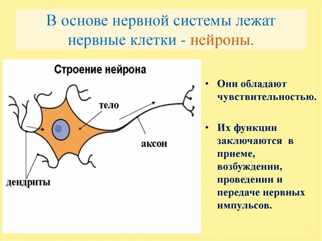 Инстинкт 7 класс. В основе нервной системы лежат клетки. Проведение нервного импульса разделы биологии. Функции нервных клеток 7. В основе возбуждения и проведения нервного импульса.