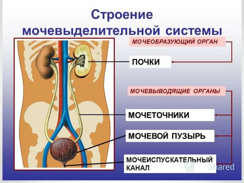 Мочевыделительная система и кожа 8 класс тест. Мочевыделительная система строение анатомия. Органы выделительной системы мочевой пузырь. Системы органов человека выделительная система. Схема строения мочевыделительной системы человека.