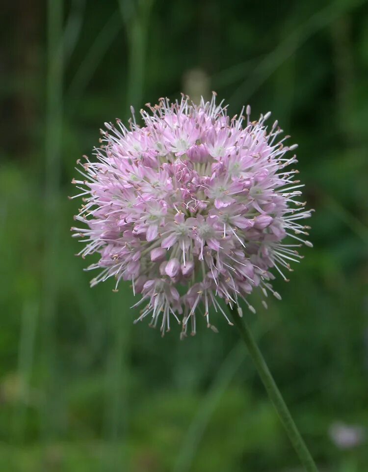 Дикий лук название. Дикий лук слизун дикий. Лук линейный Allium lineare l.. Дикий Луговой лук. Лук дикий Дальневосточный.