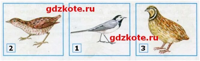 Попугай шарж. Попугай прикол. Цель проекта о волнистом попугае. Наш наблюдательный попугай тоже спешит. Наш наблюдательный попугай тоже спешит.