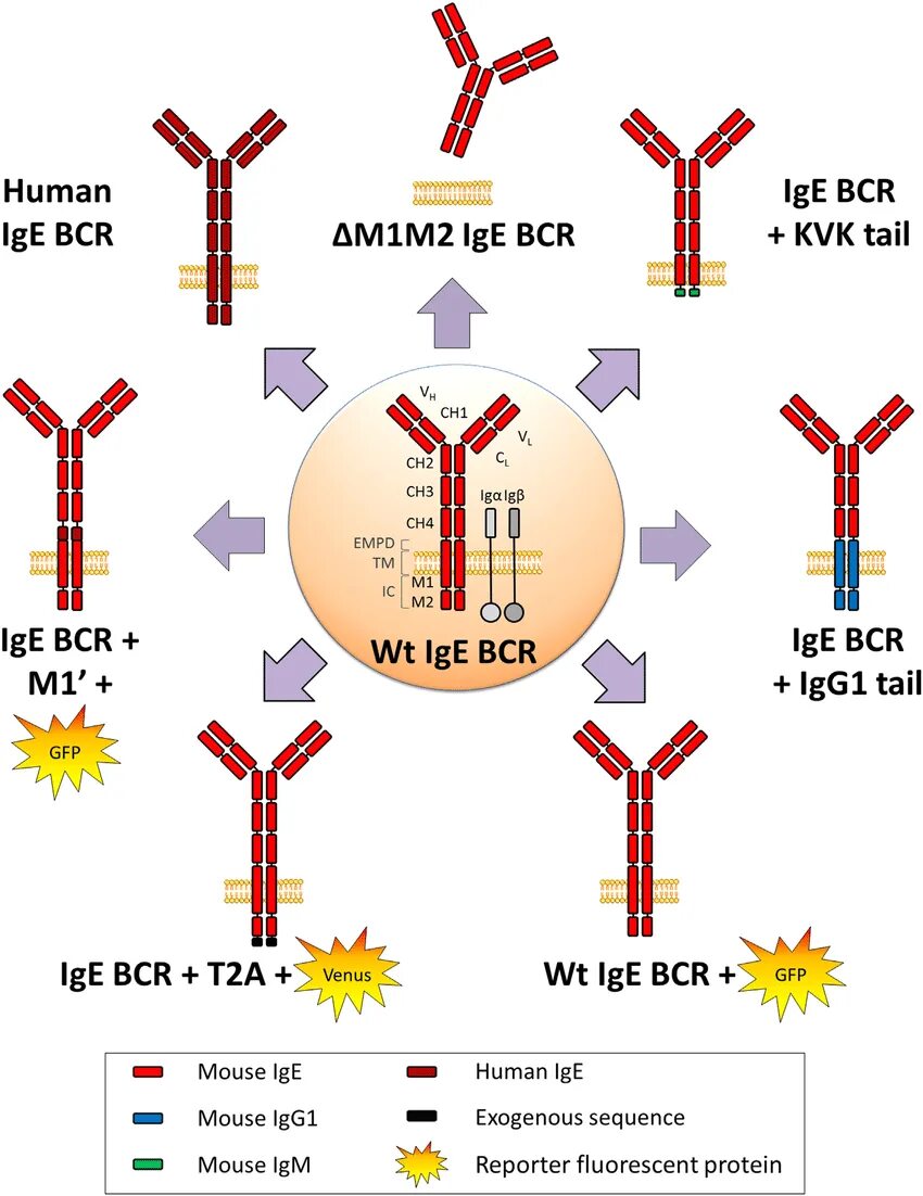Ige функции. Строение ige. ige структура. bcr b cell receptor. схема взаимодействия ig e.