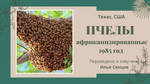 Наука изучающая пчел