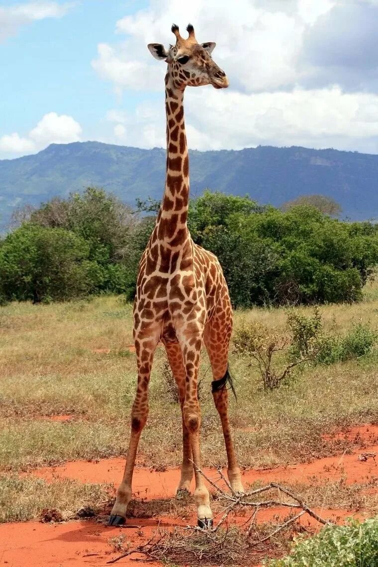 Нубийский Жираф. Родезийский Жираф. Западноафриканский Жираф. Масайский Жираф.