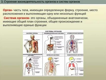 Типы строения органа