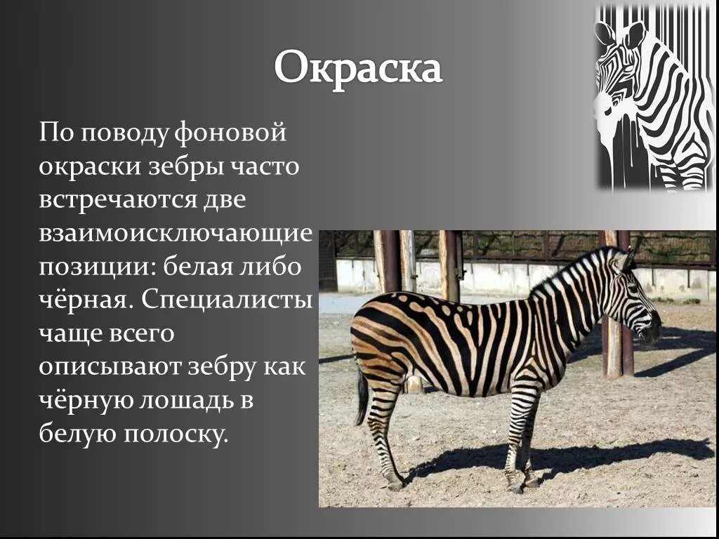 Почему у зебры не бывает стресса. Отряд непарнокопытные. Парнокопытные и непарнокопытные. Непарнокопытные зебры. Отряды млекопитающих непарнокопытные.