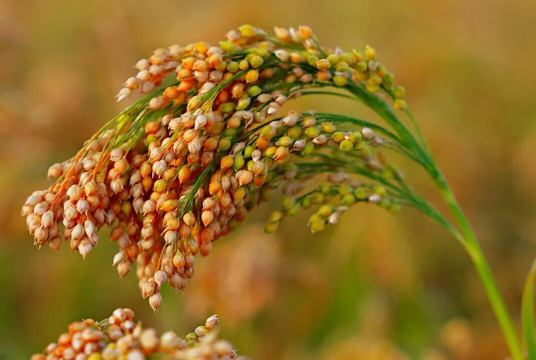 Просо (Panicum miliaceum). Просо Колос чумиза. Зерновка просо. Соцветие просо Обыкновенное. Особенности проса