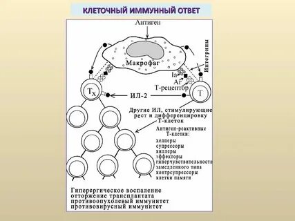 Лекарство на основе клеток