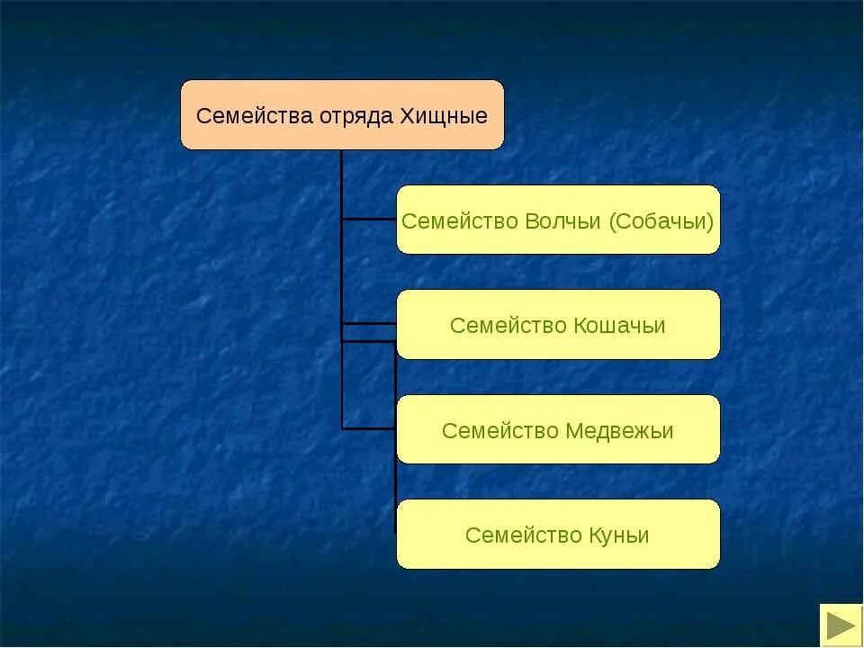 Отряды млекопитающих. Моя семья я мама папа бабушка дедушка и бабушка. Отряд семейство представители. Таблица 11 основные признаки семейств цветковых растений. Семейство двудольных растений 6 класс биология.
