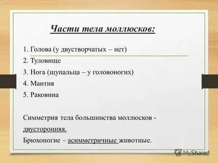 Симметрия тела двусторонних моллюсков