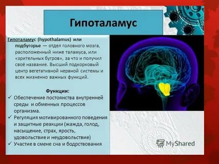 Гипоталамус функции