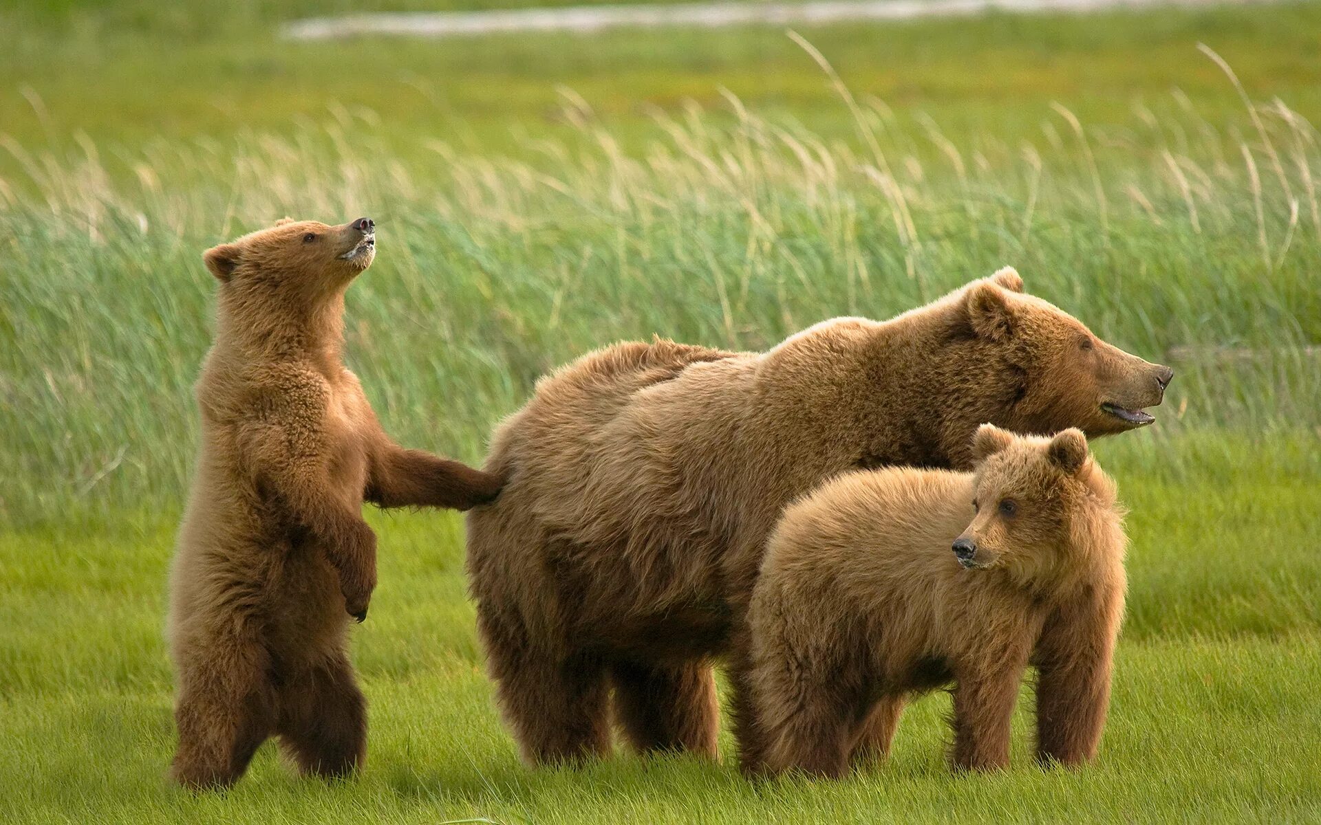 Медведи 06. Медведь Гризли с медвежатами. Медвежонок Пестун. Бурый медведь с медвежатами. Сибирский бурый медведь.