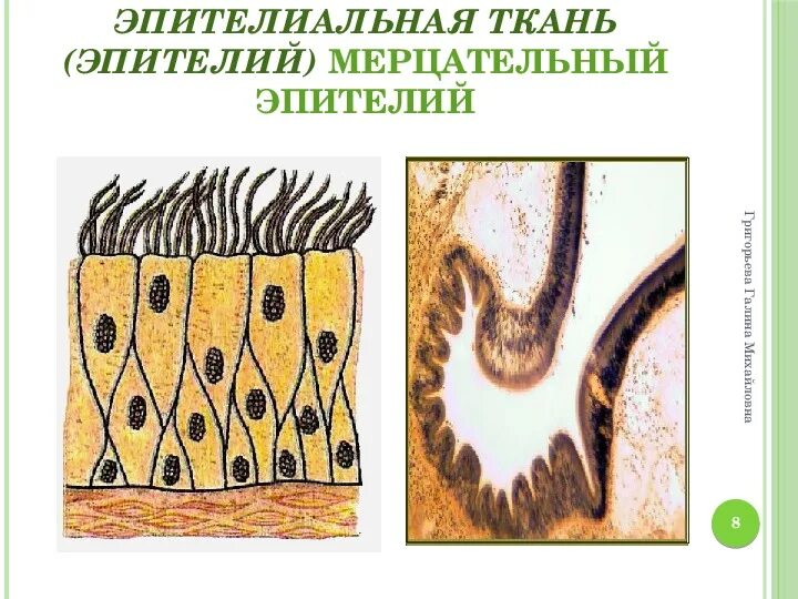 Функции мерцательного эпителия ткани. Эпителиальная ткань мерцательный эпителий. мерцательный эпителий строение ткани. многорядный реснитчатый эпителий. мерцательный эпителий рисунок.