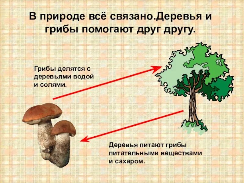 Как грибы связаны с деревьями. Связь гриба и дерева. Взаимосвязь грибов и деревьев. Грибы и деревья взаимосвязь. В природе есть признаки