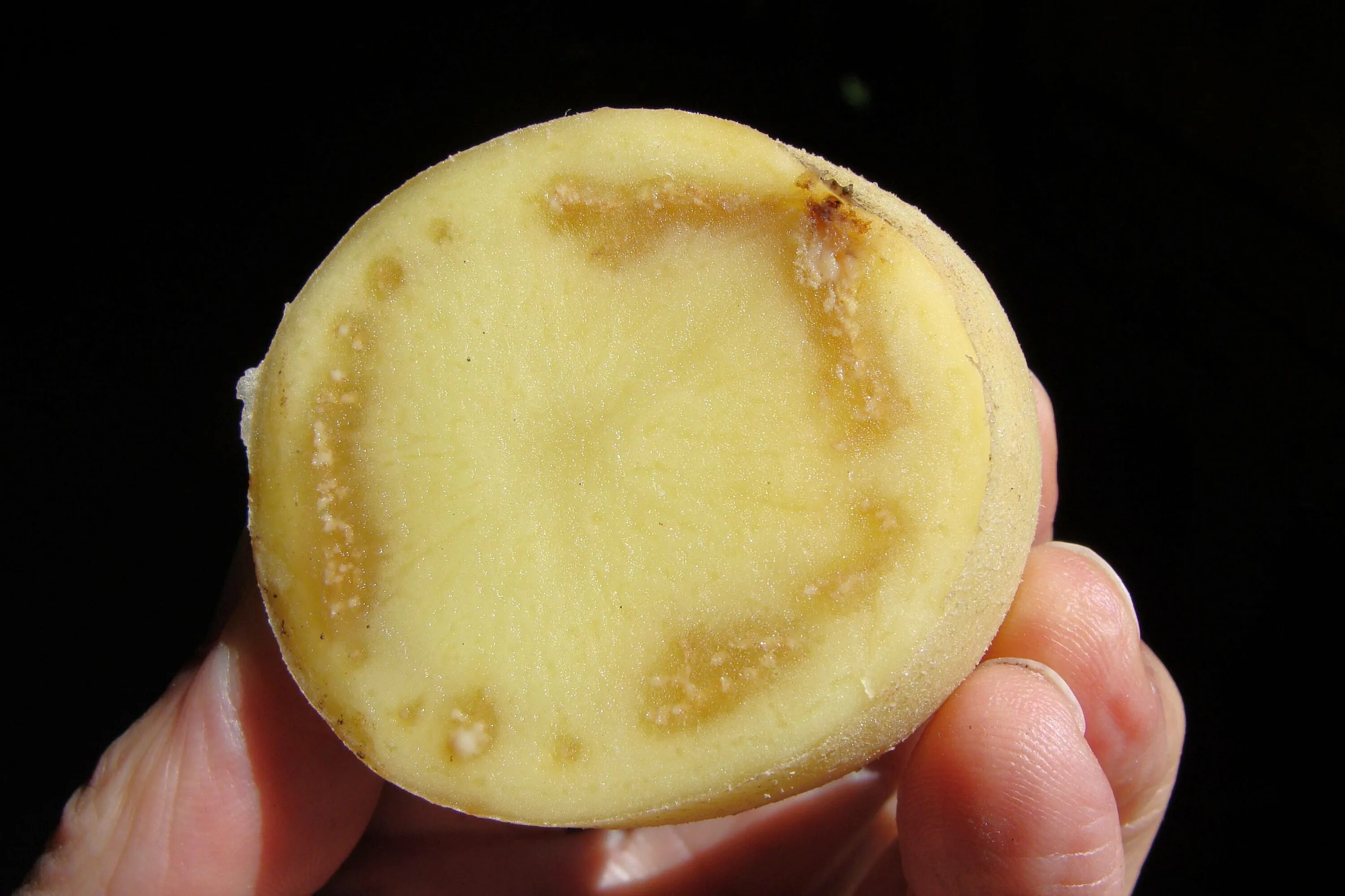 Есть ли вода в картошке. Кольцевая бактериальная гниль картофеля. Бурая гниль Ralstonia solanacearum. Кольцевая гниль клубней картофеля. Бурая бактериальная гниль картофеля.
