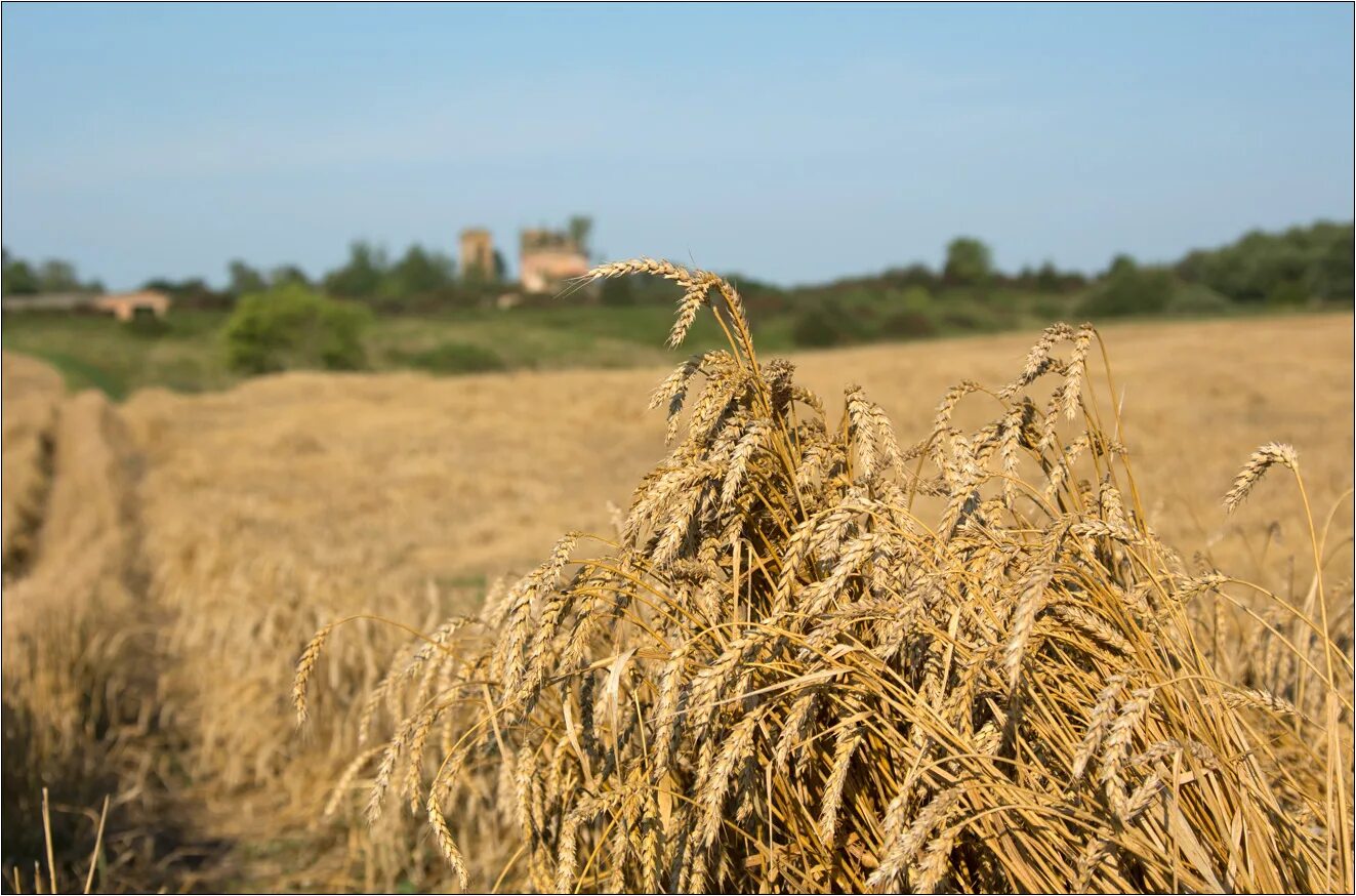 хлебная нива. нива хлебное поле. поле с колосьями. хлебная нива. хлебная нива картинки.