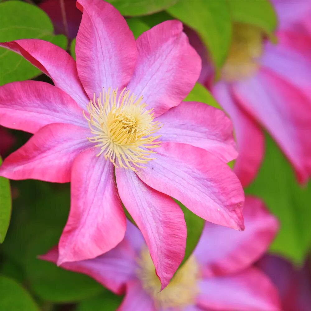 Клематис Асао. Клематис Асао (Asao). Клематис (Clematis Asao). Клематис Angela. Клематис асао описание