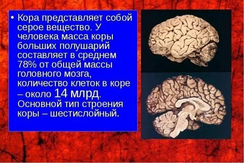 Серое вещество мозга представлено