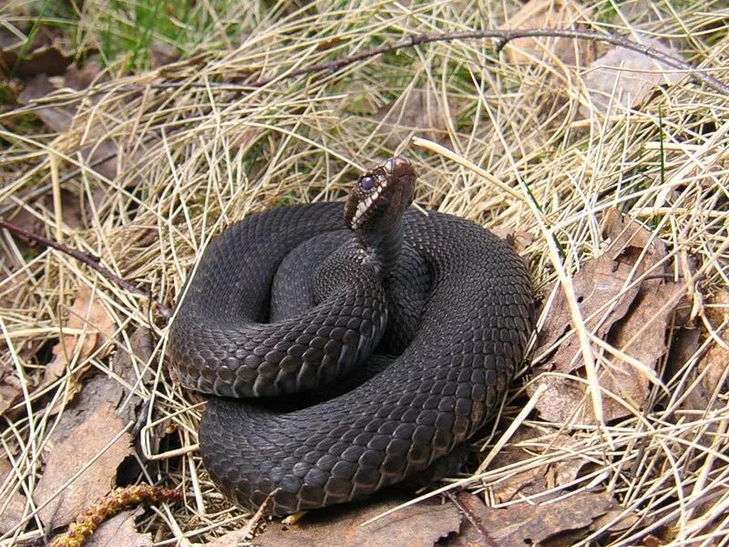 Обыкновенная гадюка (Vipera berus). Боровая гадюка. Гадюка Никольского (Vipera nikolskii). Обыкновенная гадюка медянка.