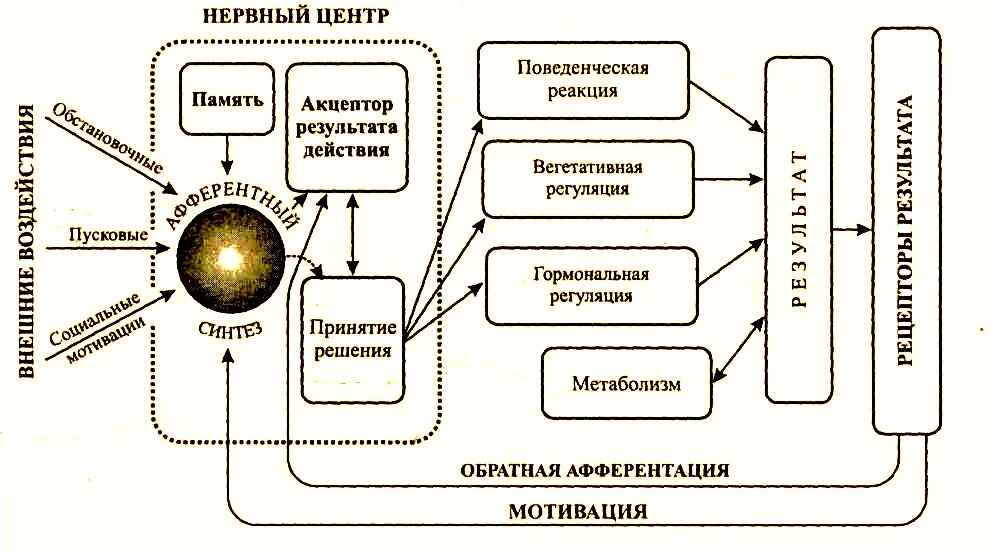 Физиология эмоций и чувств в психологии. Физиологические основы эмоций. Механизм формирования эмоций. Физиологические теории эмоций.