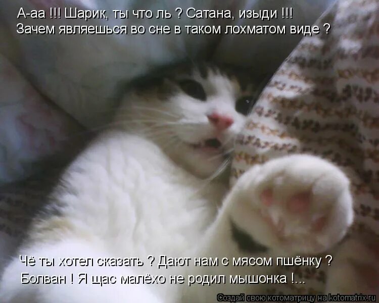 Зачем явилась ты. Котик мем. Зачем явилась ты. Чудное мгновенье пушкин стихотворение. Z gjvy.