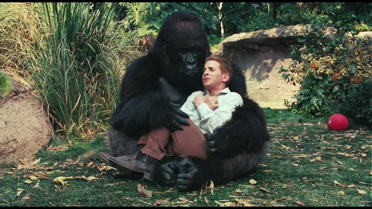 Если хотите стать сильными детки тетя горилла. Так себе каникулы горилла. Комедия про обезьяну. Обезьяна обнимает человека. Обезьяна обнимает девушку.