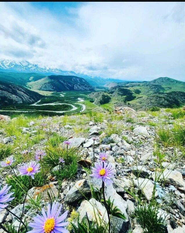 удачной поклевки. Altai forrest алтай. алтайское отделение рго. алтайское сообщество. алтайское сообщество.