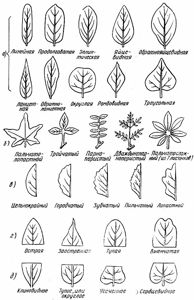 Линейная форма листа. Морфология листа ботаника. Морфология листа таблица. Перисто-лопастная форма листа дерева. Формы листовой пластинки и жилкование.