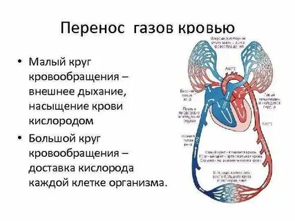 Бедна кислородом течет в малом кругу