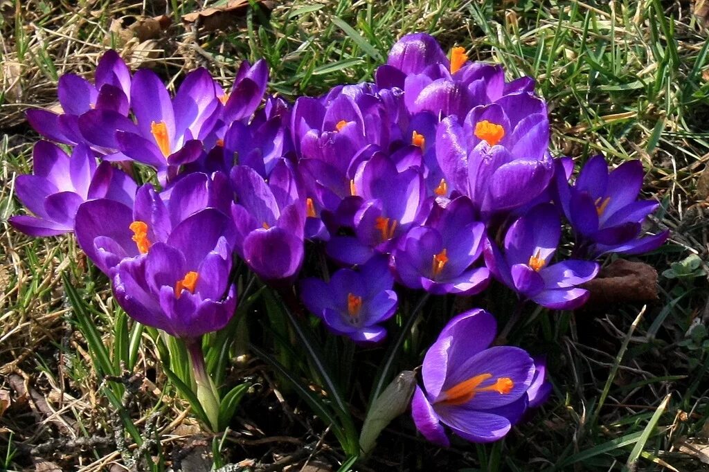 Крокус абакан. Крокус весенний Crocus vernus. Крокус Вангуард. Крокус весенний Ремембранс. Крокус крупноцветковый Вангуард.