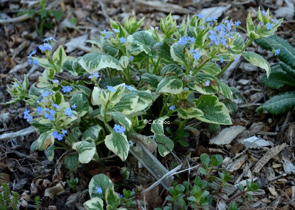 Бруннера вариегата. Бруннера variegata. бруннера вариегатная. бруннера с желтой каймой.