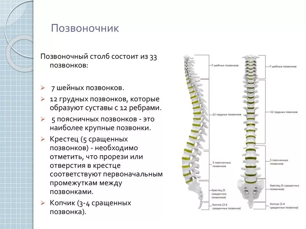 Позвонки и Позвоночный столб человека. Строение позвоночного столба таблица. Позвоночный столб 7шейгый. Позвоночник 7 шейных 12 грудных позвонков 5 поясничных. Сколько позвонков содержит позвоночник