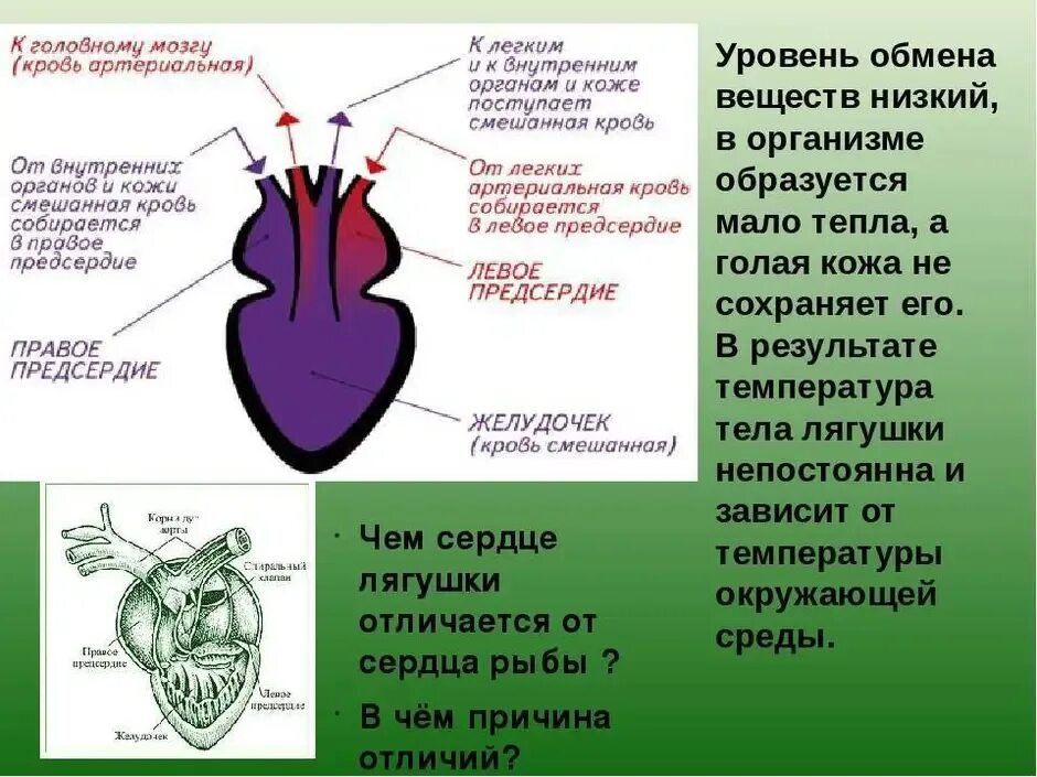 Кровь в сердце у земноводных. Модель строения сердца земноводных. Строение сердца земноводных. Строение сердца лягушки. Строение сердца лягушки 7 класс биология.