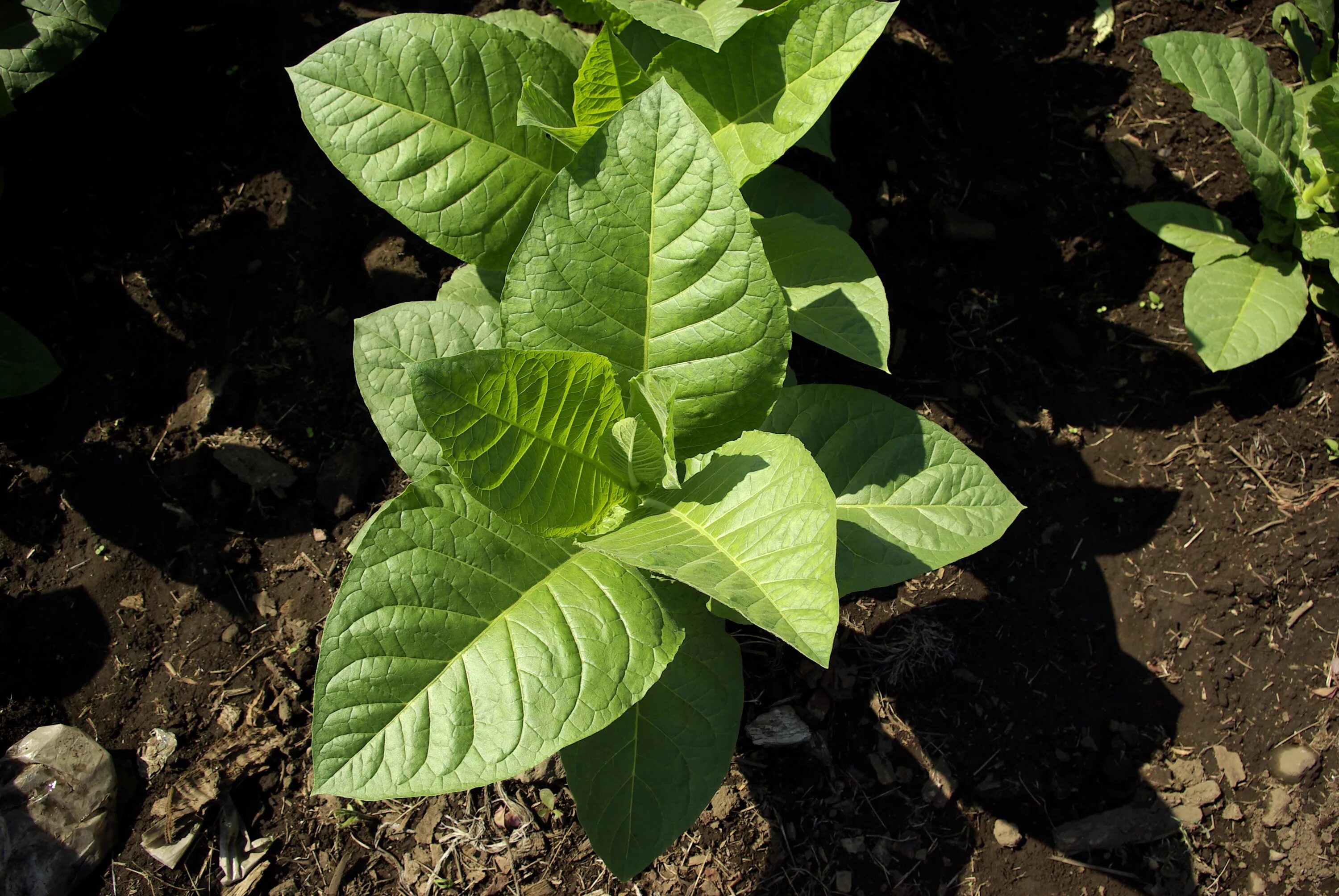 Табак Дюбек. Табак махорка растение. Табак широколистный. Растения Nicotiana.