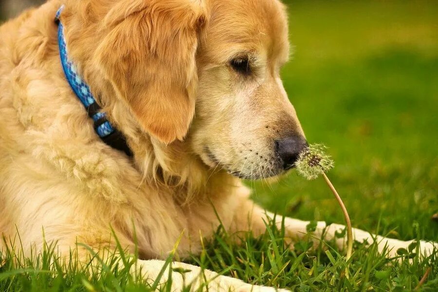 котенок с цветами. неприятный запах картинка. Smells nice. Smells nice taste nice. Smells nice.