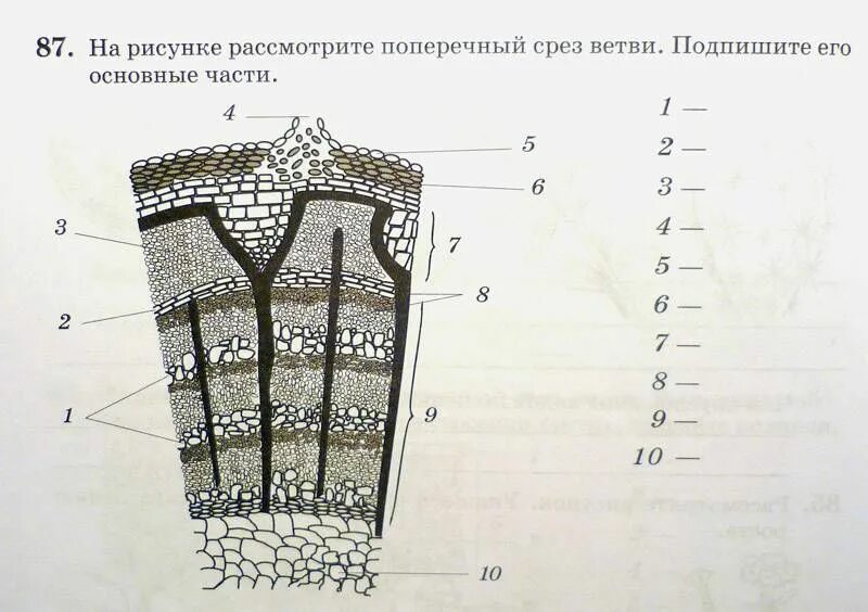 Срез ветви под микроскопом. Строение среза стебля биология 6 класс. Поперечный срез стебля строение. Срез ветви под микроскопом. Строение поперечного среза ветки липы.