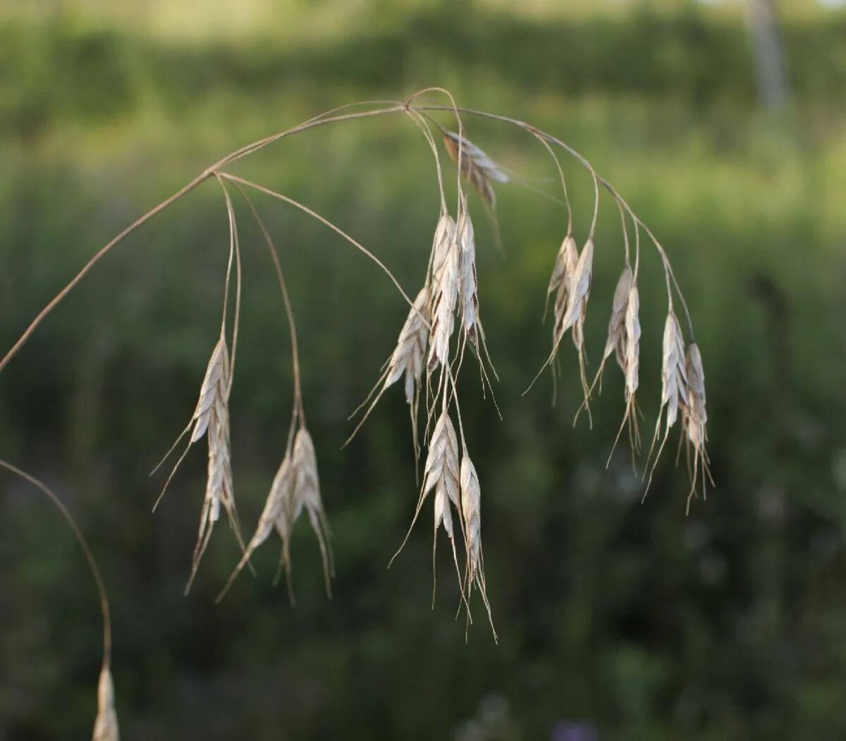 Костер полевой. Кострец (костер) безостый.. Костёр ржаной (Bromus secalinus). Кострец безостый. Костер полевой (Bromus arvensis).