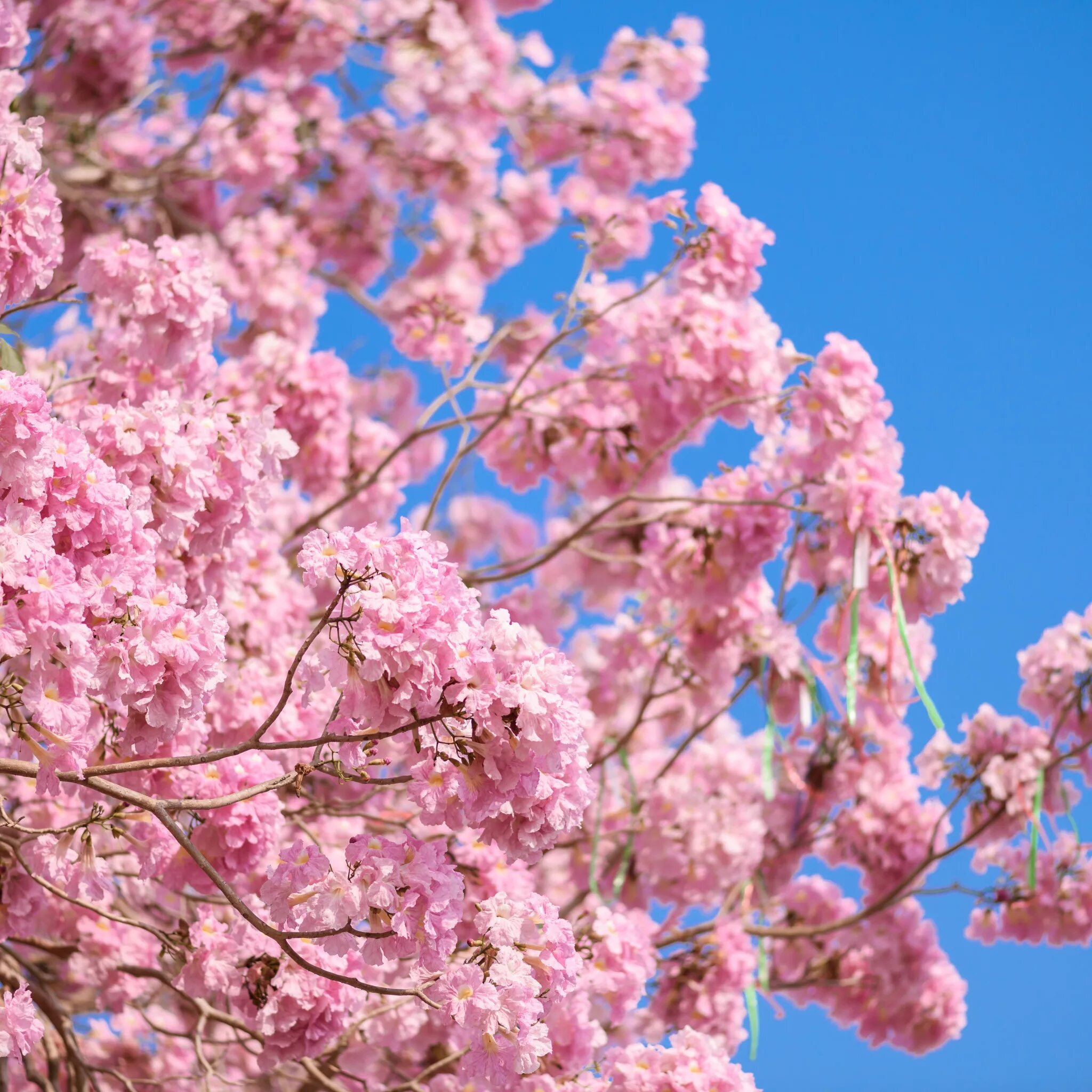 Розовое дерево. Розовое цветение. Розовые цветы на ветке название. Blossom цветы