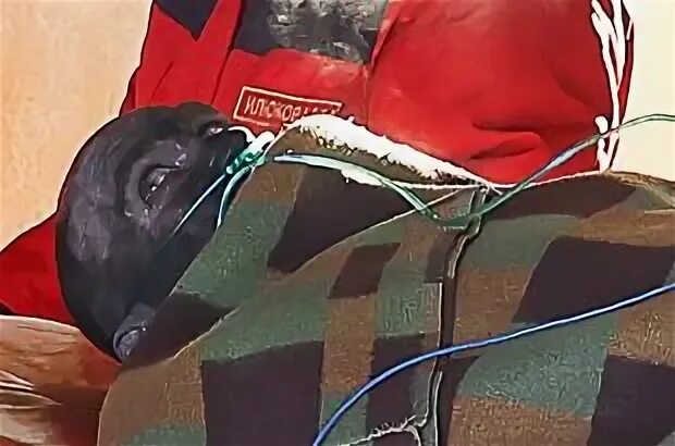 Выжил после взрыва в шахте. Александр заковряшин выжил в шахте. Листвяжная шахта горноспасатели. Александр заковряшин спасатель найден живым. Шахтеры погибшие в кемерово.