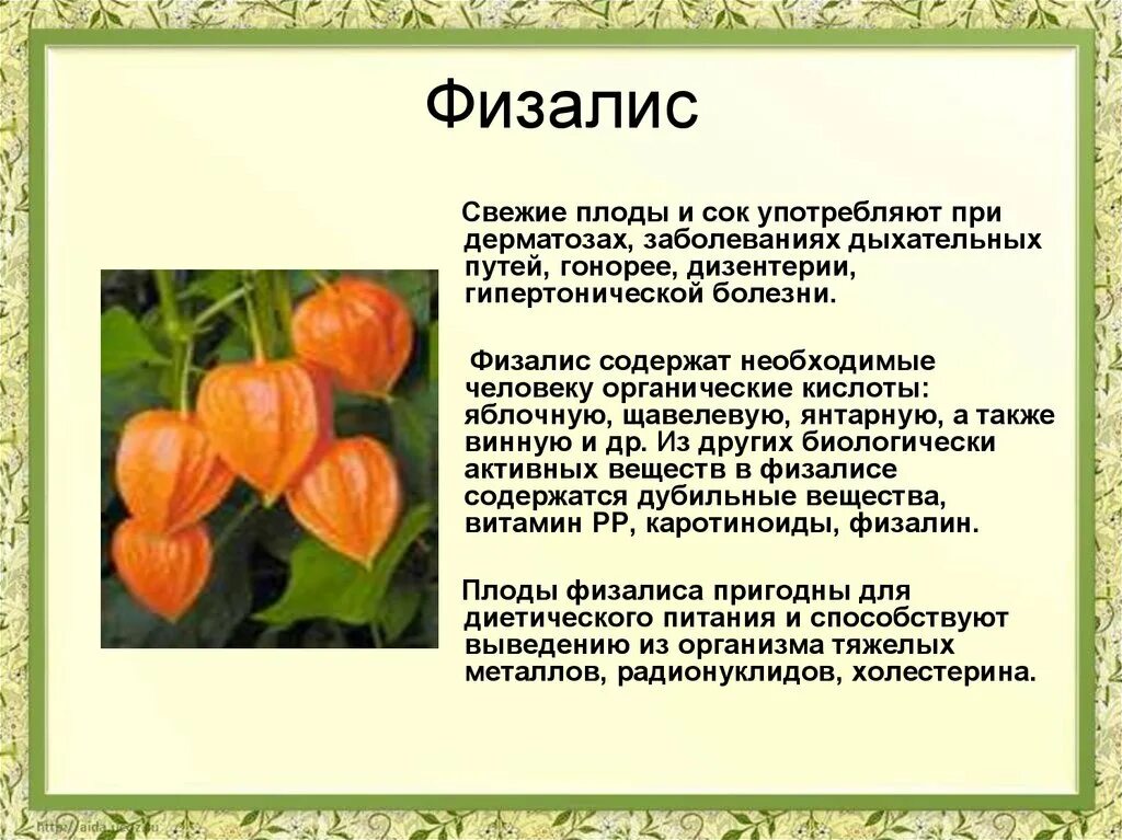 Физалис плоды. Физалис Паслёновые. Физалис съедобный. Чем полезен физалис.